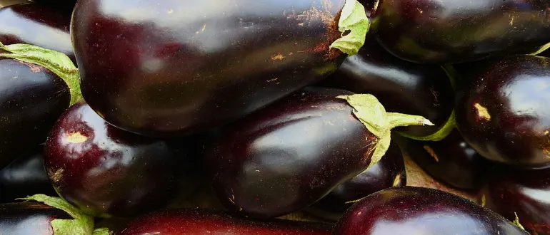 Black Brinjal